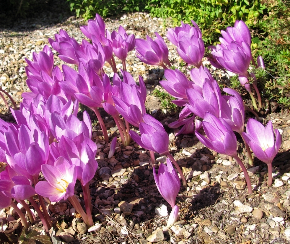 Colchicum Oktoberfest 